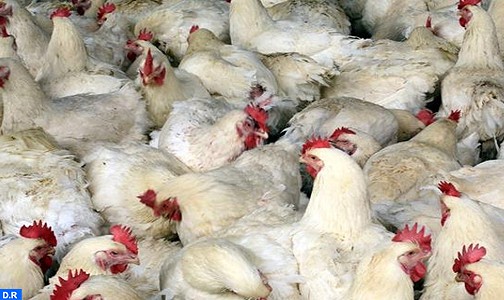 الفيدرالية البيمهنية لقطاع الدواجن بالمغرب تنفي ما تم تداوله بشأن نفوق أعداد كبيرة من الدجاج (بلاغ)