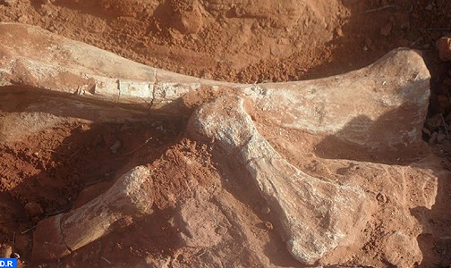اكتشاف عظام وآثار أقدام ديناصورات بنواحي تندرارة (فريق علمي)