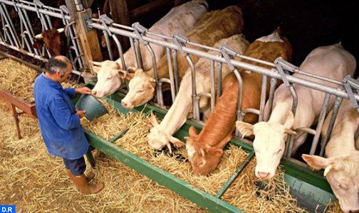 انطلاق تسويق الأعلاف المركبة المدعمة لفائدة مربي الأبقار