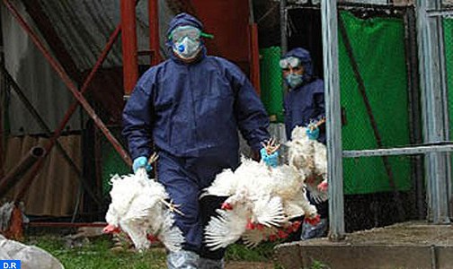 فرنسا ترصد فيروس (إتش5إن8) من إنفلونزا الطيور في مزرعة