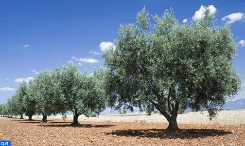 ارتفاع بنسبة 31 في المائة في المساحة المخصصة لأشجار الزيتون ما بين 2009 و 2016 بالمغرب