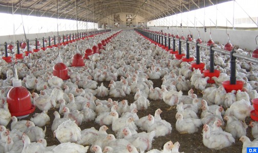 8 في المئة فقط من الدجاج المنتج في المغرب يخضع للمراقبة