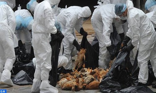 كوريا الجنوبية.. إعدام أكثر من 30 مليون من الدواجن خلال أقل من شهرين بسبب أنفلونزا الطيور