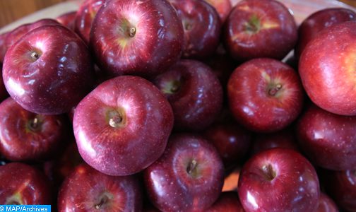 إقليم صفرو.. تواصل موسم جني فاكهة التفاح ذات القيمة الاقتصادية العالية