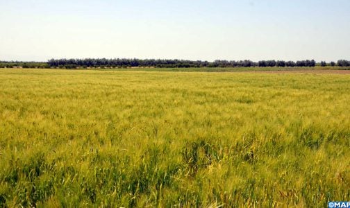 إقليم خنيفرة : التساقطات المطرية الأخيرة تخلف أثرا إيجابيا على زراعة الحبوب