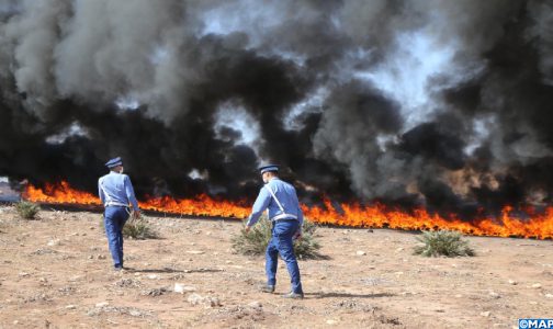 الدار البيضاء : إتلاف أزيد من 3362 كلغ من مخدر الشيرا