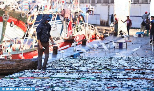 ميناء الناظور.. انخفاض في الكميات المفرغة من منتجات الصيد الساحلي والتقليدي بـ 12 في المائة خلال الربع الأول من 2023
