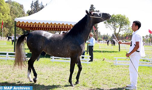 بطولة المغرب للقفز على الحواجز (الخيول البربرية والعربية- البربرية): الفرس “البيروتة” يحرز اللقب