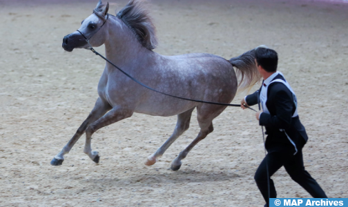 بطولة المغرب للترويض (خيول 4 سنوات) : الملازم أول آدم غربال يحرز اللقب