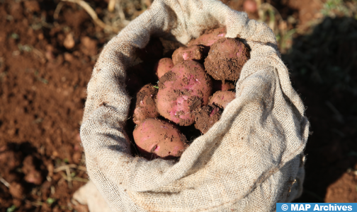 جهة طنجة-تطوان-الحسيمة : ترقب زيادة إنتاج البطاطس خلال الموسم الفلاحي الحالي