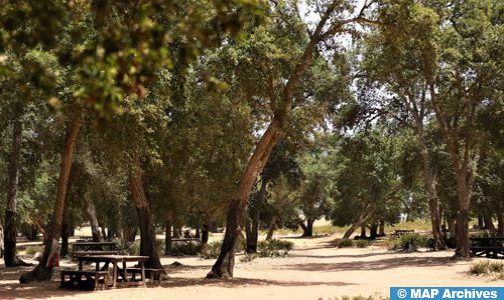 إصلاح الغابات.. منظمة الأغذية والزراعة تكافئ مبادرة متوسطية يشارك فيها المغرب