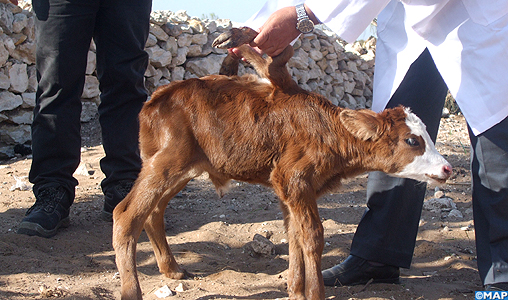 Essaouira : Naissance d’une velle à six pattes à El-Ghezoua