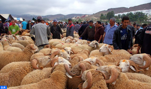 Aid Al Adha : L’offre en cheptel ovin et caprin destiné à l’abattage couvre largement la demande, assure le Ministère