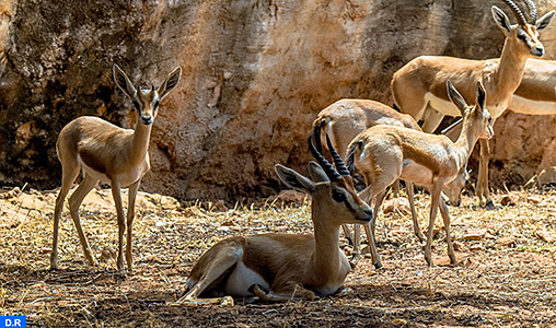 Jardin zoologique de Rabat: Un voyage au cœur de la vie sauvage africaine