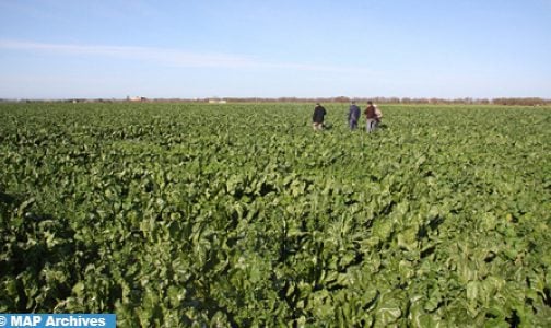 Encouragés par les récentes pluies, les agriculteurs de Meknès se lancent dans le travail de la terre