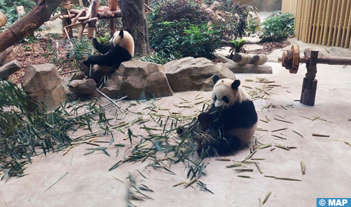 Chengdu, à l’avant-garde de la sauvegarde du panda géant