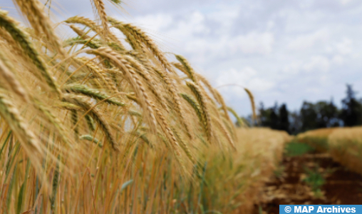 L’ONICL lance un nouveau système déclaratif pour les céréales et légumineuses