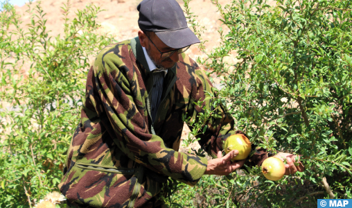 Région de l’Oriental : Les dernières pluies ravivent l’espoir d’une bonne saison agricole