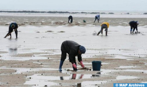 Lagune d’Oualidia: Levée de l’interdiction sur le ramassage et la commercialisation des huîtres