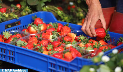 Hausse de 80% des importations espagnoles de fruits en provenance du Maroc (Ministère)