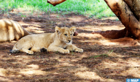 Azaghar, le nouveau lionceau de l’Atlas, s’intègre parfaitement dans son groupe (Vétérinaire au Jardin Zoologique de Rabat)