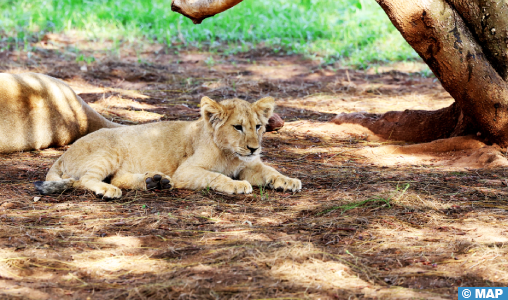 Azaghar, le nouveau lionceau de l’Atlas, s’intègre parfaitement dans son groupe (Vétérinaire au Jardin Zoologique de Rabat)