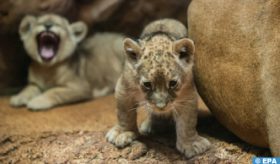 Naissance d’un Lionceau de l’Atlas au Jardin Zoologique de Rabat