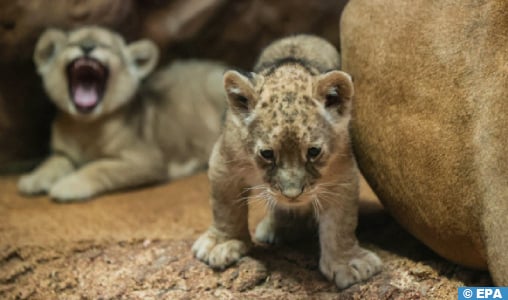 Naissance d’un Lionceau de l’Atlas au Jardin Zoologique de Rabat