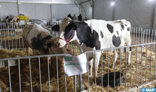 Azemmour : Ouverture de la 2ème édition du Salon International de l’Élevage